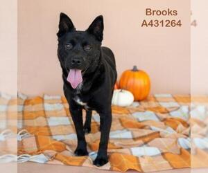 Chinese Shar-Pei-Unknown Mix Dogs for adoption in Conroe, TX, USA
