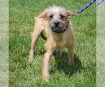 Small #5 Dachshund Mix