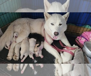 Mother of the Siberian Husky puppies born on 04/28/2026
