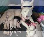 Small Photo #1 Siberian Husky Puppy For Sale in CAMDENTON, MO, USA