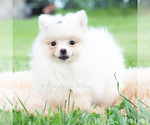 Small #3 Pomeranian