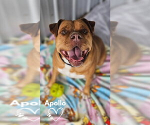 American Staffordshire Terrier-Boxer Mix Dogs for adoption in Monte Vista, CO, USA
