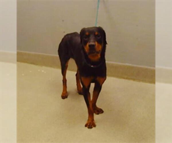 Medium Photo #1 Rottweiler-Unknown Mix Puppy For Sale in Las Vegas, NV, USA