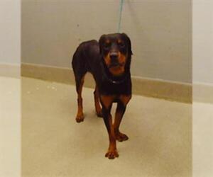 Rottweiler-Unknown Mix Dogs for adoption in Las Vegas, NV, USA