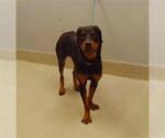 Small Rottweiler Mix