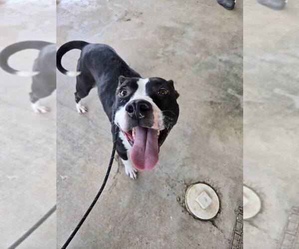 Medium Photo #7 Mutt Puppy For Sale in Abbeville, LA, USA