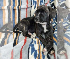 Mutt Dogs for adoption in Virginia Beach, VA, USA