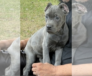 Cane Corso Puppy for Sale in ANDERSON, Indiana USA