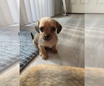 Puppy Pumpkin Dachshund-Shorkie Tzu Mix