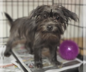 Medium Yorkshire Terrier