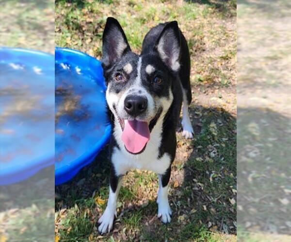Medium Photo #2 Siberian Husky Puppy For Sale in Peoria, IL, USA