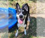 Small #1 Siberian Husky