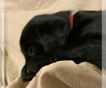 Small Photo #15 Labrador Retriever Puppy For Sale in PUEBLO, CO, USA