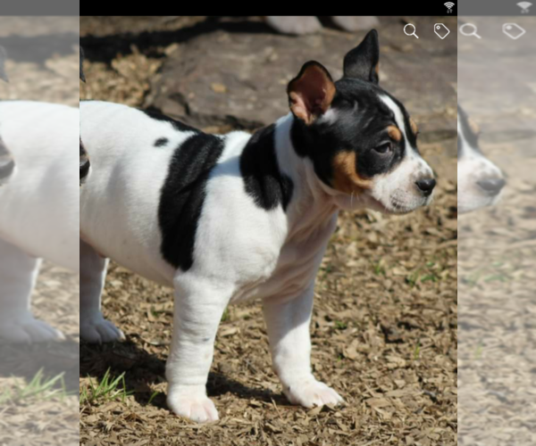 Medium Photo #3 Rat Terrier Puppy For Sale in FAIRPORT, NY, USA