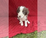 Small Photo #50 Borador Puppy For Sale in MARION, VA, USA