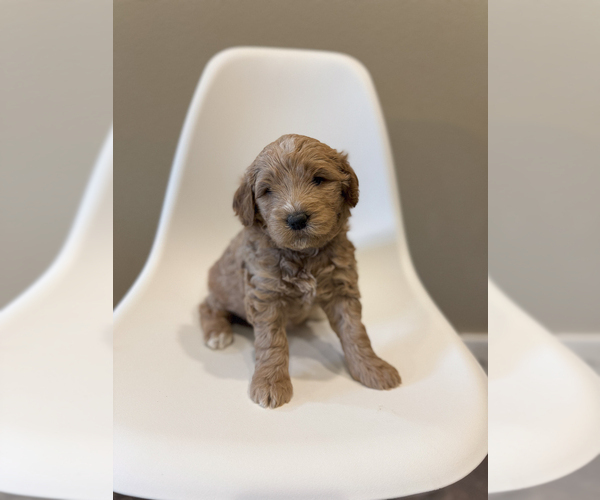 Medium Photo #4 Goldendoodle (Miniature) Puppy For Sale in ASH GROVE, MO, USA