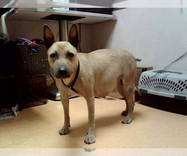 Medium Photo #1 Mutt Puppy For Sale in Martinez, CA, USA