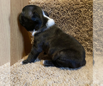 Small Photo #6 Boston Terrier Puppy For Sale in FRANKLIN, NC, USA