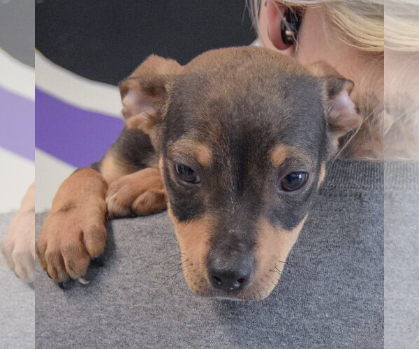 Medium Photo #4 Jack Russell Terrier-Unknown Mix Puppy For Sale in Huntley, IL, USA