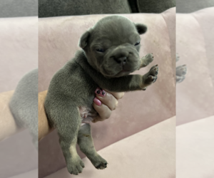 French Bulldog Puppy for sale in DADE CITY, FL, USA