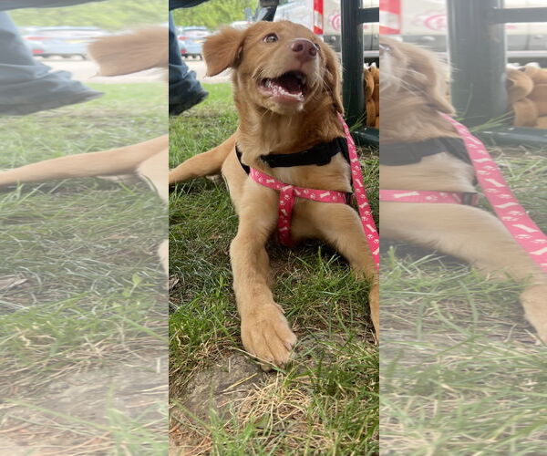 Medium Photo #4 Chocolate Labrador retriever-Unknown Mix Puppy For Sale in NYC, NY, USA