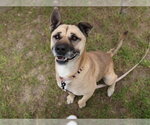 LUCY - Female German Shepherd Dog-Unknown Mix Dog for Adoption - Small photo