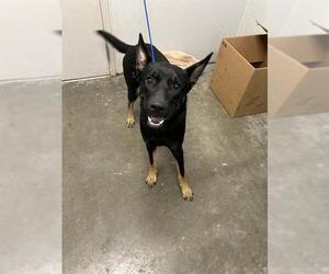 German Shepherd Dog-Unknown Mix Dogs for adoption in Rosenberg, TX, USA