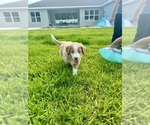 Small #3 Australian Shepherd-Goldendoodle Mix