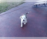 Small Photo #111 American Pit Bull Terrier-Labrador Retriever Mix Puppy For Sale in MOORESBORO, NC, USA