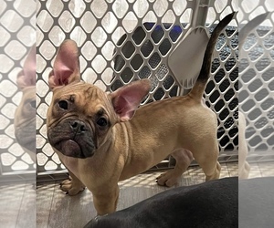 American Bully Puppy for sale in LAFAYETTE, LA, USA