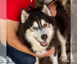 Small #15 Siberian Husky