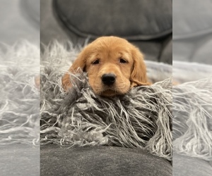 Golden Retriever Puppy for sale in VALLEJO, CA, USA