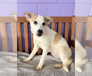 Labrador Retriever-Unknown Mix Dogs for adoption in Genesee, WI, USA