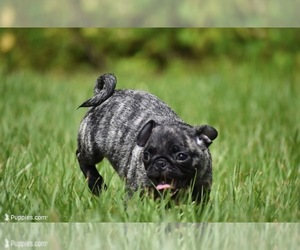 Pug Puppy for sale in PALM COAST, FL, USA