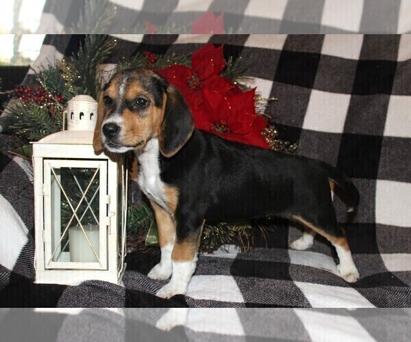 Medium Photo #7 Beagle Puppy For Sale in PINE GROVE, PA, USA