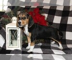 Small Photo #7 Beagle Puppy For Sale in PINE GROVE, PA, USA