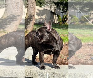Mother of the French Bulldog puppies born on 04/22/2025