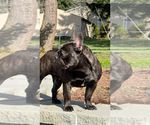 Small Photo #1 French Bulldog Puppy For Sale in BORING, OR, USA