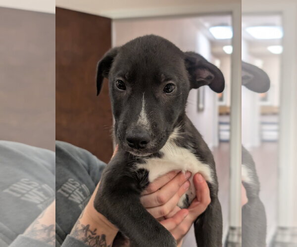 Medium Photo #15 Mutt Puppy For Sale in Holly Springs, NC, USA