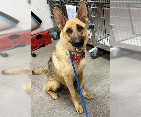 Medium Photo #1 German Shepherd Dog Puppy For Sale in Forestville, MD, USA