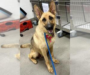 German Shepherd Dog Dogs for adoption in Forestville, MD, USA
