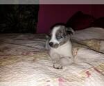 Small Photo #4 Texas Heeler Puppy For Sale in SPENCER, TN, USA