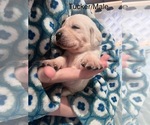 Puppy Blue Tucker Labrador Retriever