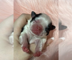 Japanese Chin Puppy for sale in SALEM, OR, USA
