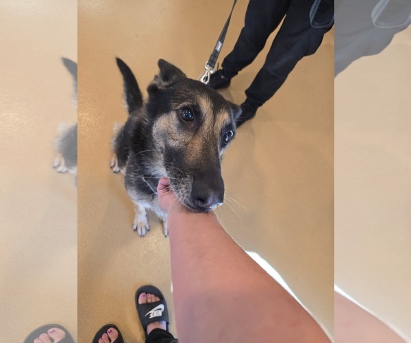 Medium Photo #4 German Shepherd Dog Puppy For Sale in MIDWAY, UT, USA