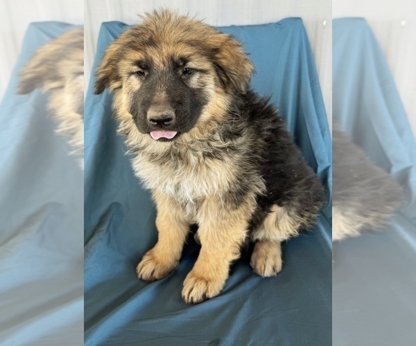 Medium Photo #9 King Shepherd Puppy For Sale in PEACH SPRINGS, AZ, USA