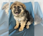 Small Photo #9 King Shepherd Puppy For Sale in PEACH SPRINGS, AZ, USA