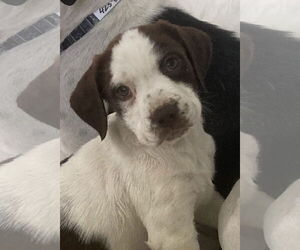 Jack-A-Bee Dogs for adoption in Pottstown, PA, USA