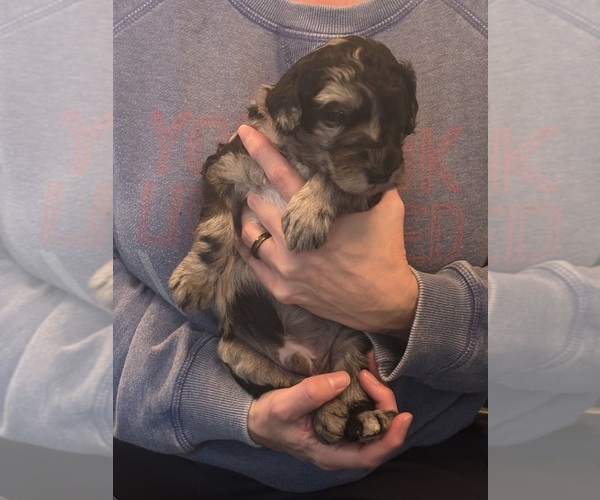 Medium Photo #6 Schnoodle (Giant) Puppy For Sale in MINNEAPOLIS, MN, USA