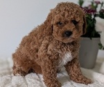 Small #2 Goldendoodle (Miniature)
